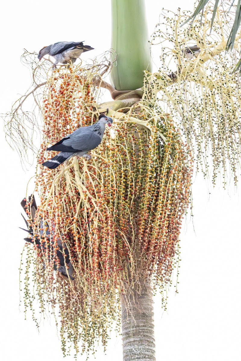 parykkdue - ML646728936