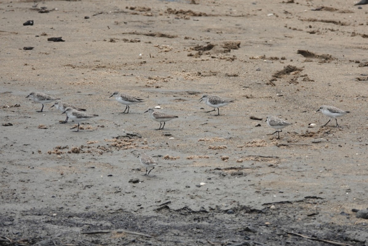 Red-necked Stint - ML646728937