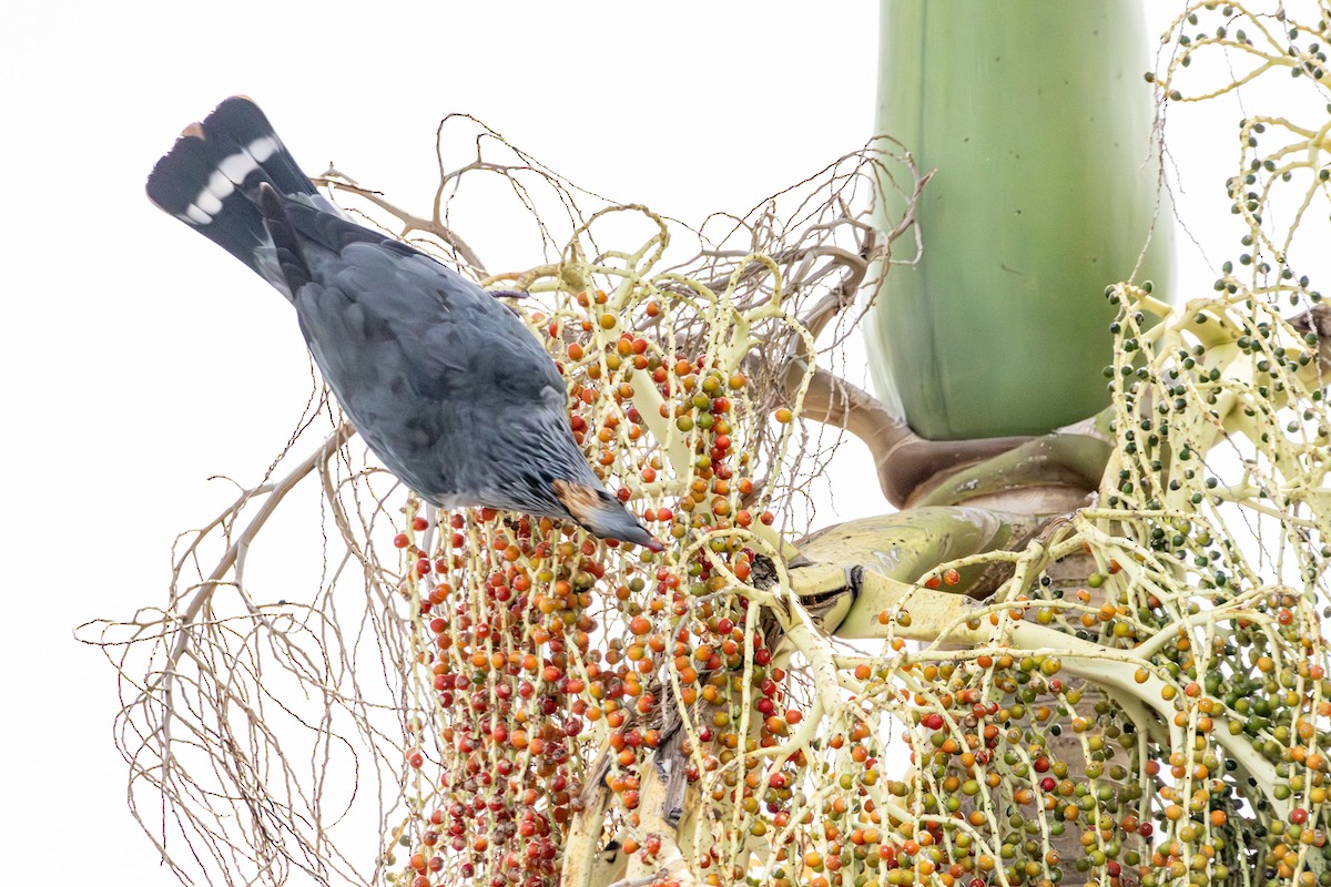 parykkdue - ML646728938