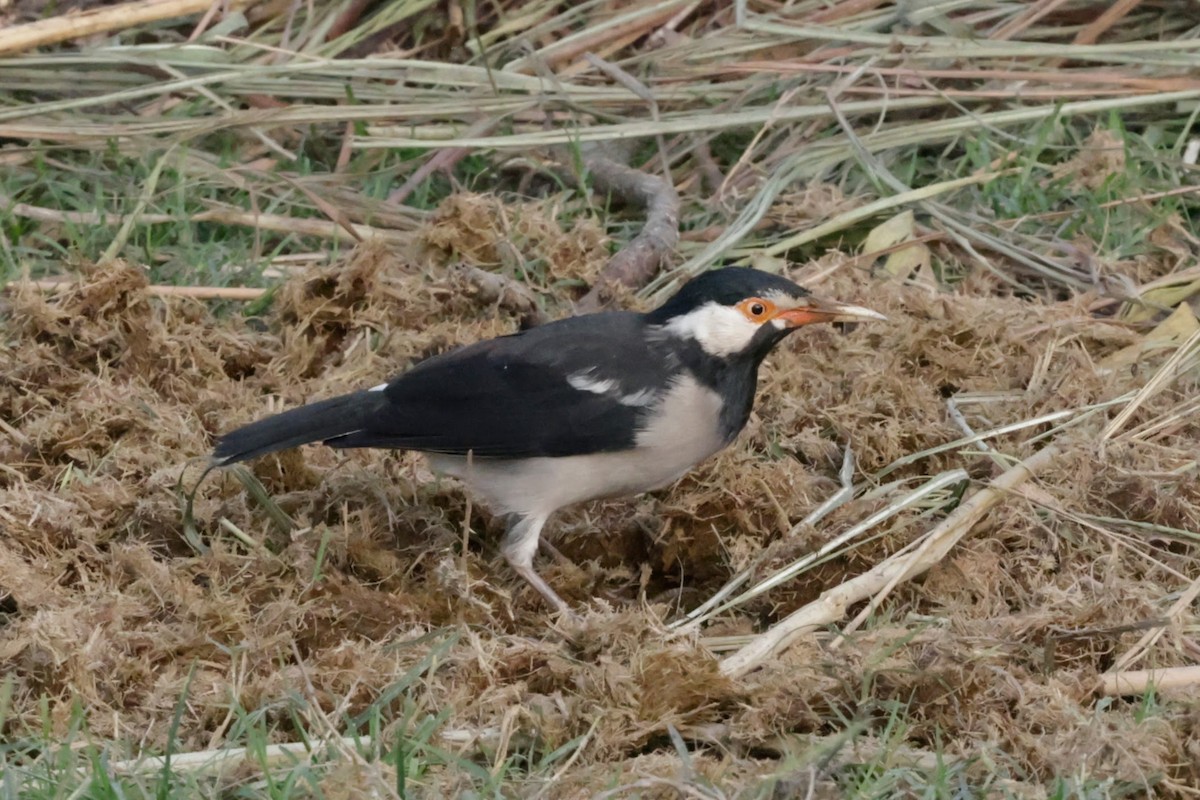 svartstrupestær - ML646728939