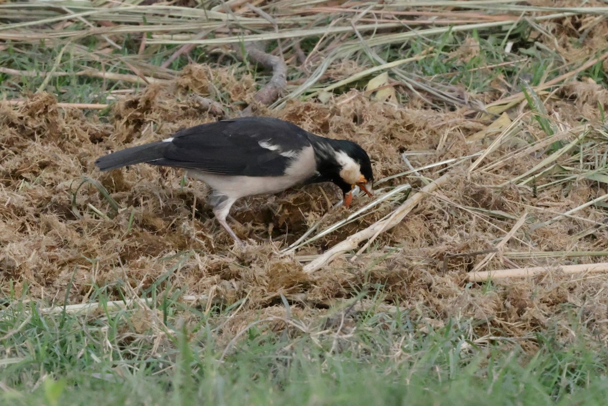 svartstrupestær - ML646728940