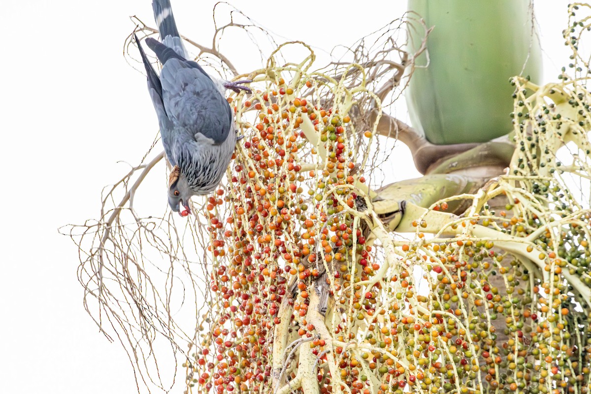 parykkdue - ML646728941