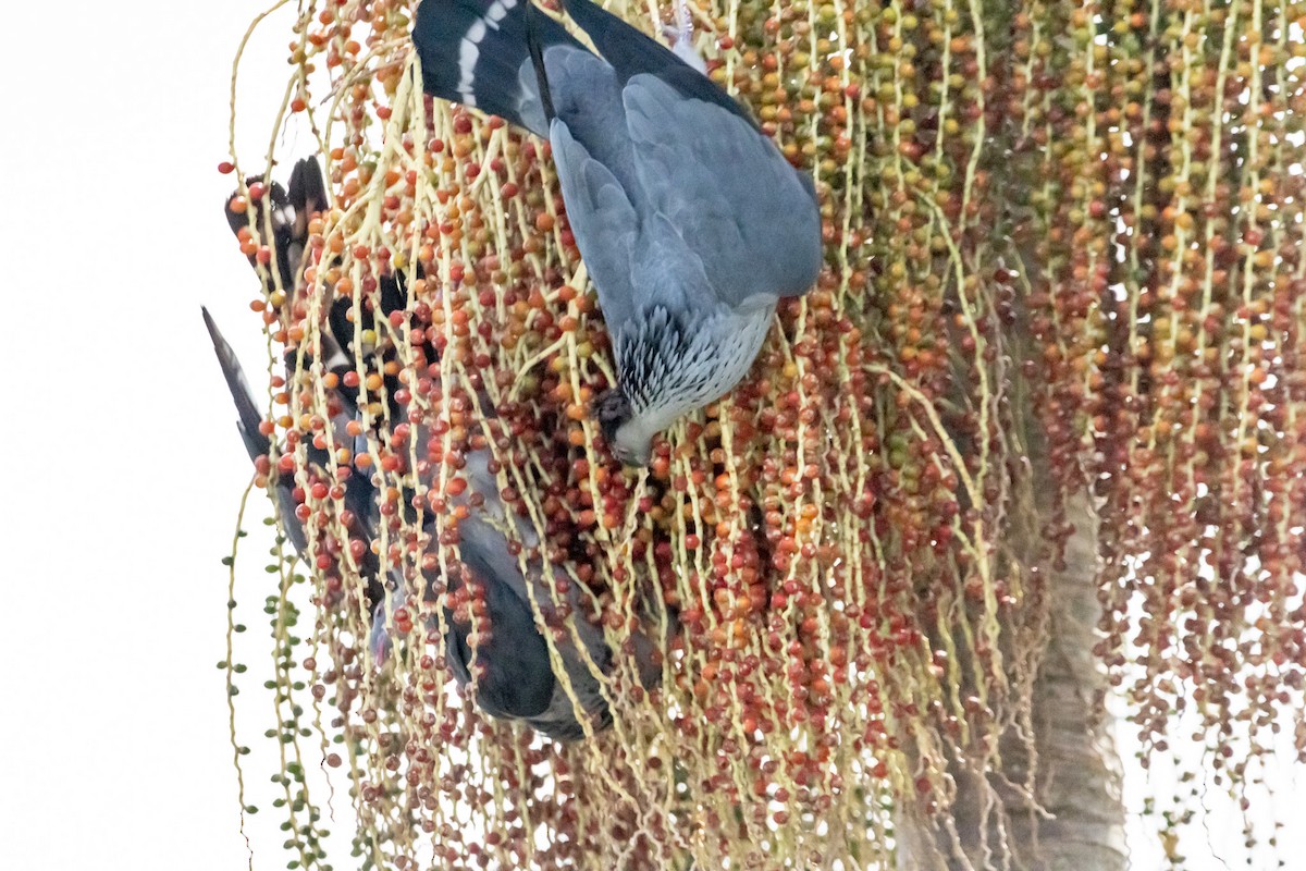 parykkdue - ML646728942