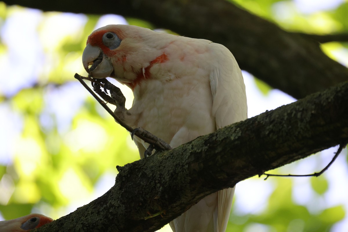Long-billed Corella - ML646728944