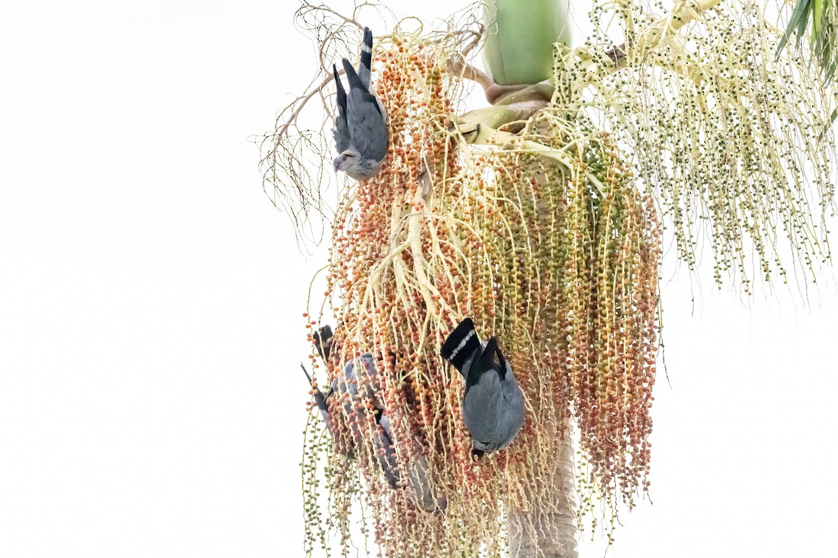 parykkdue - ML646728945