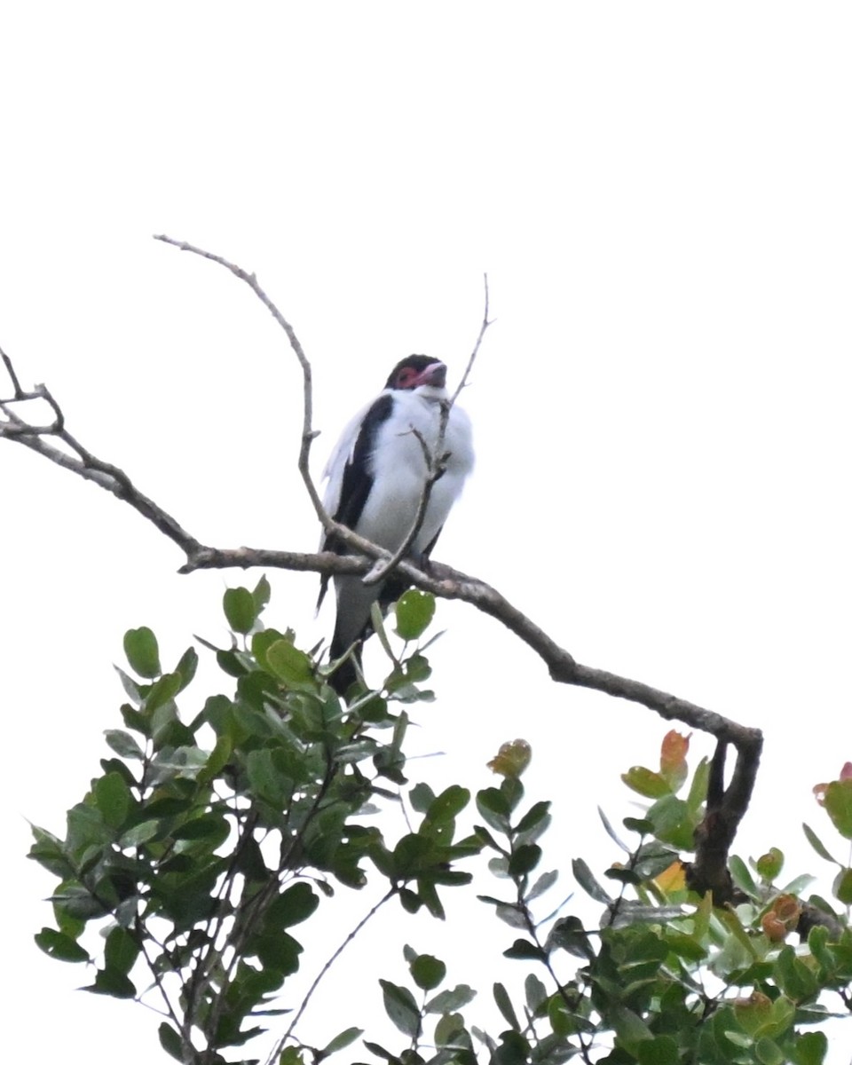 svartstjerttityra - ML646728948