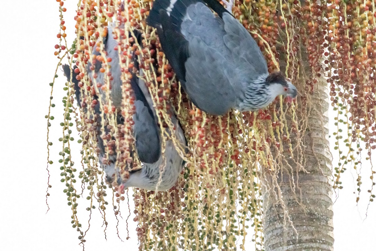 parykkdue - ML646728949