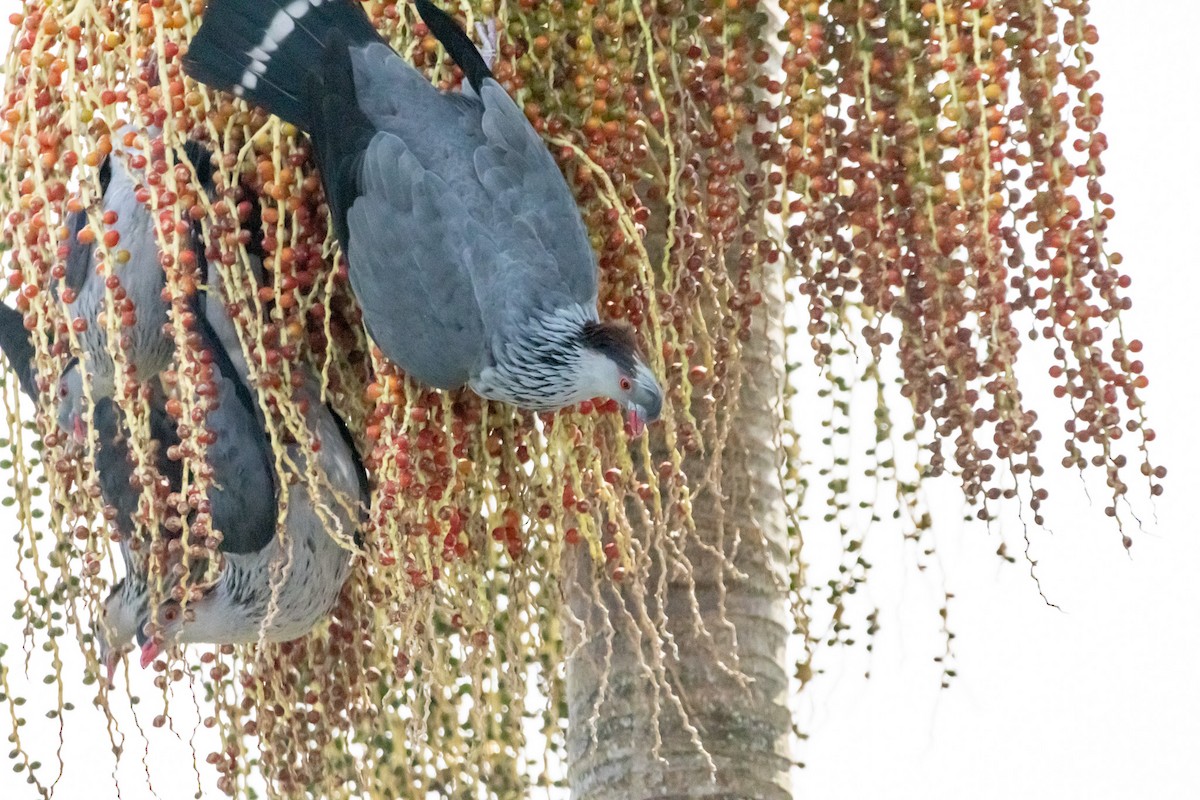 parykkdue - ML646728950