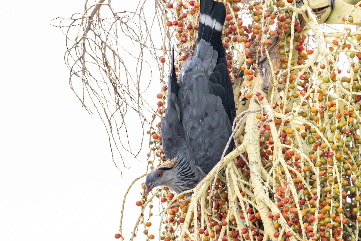 parykkdue - ML646728951