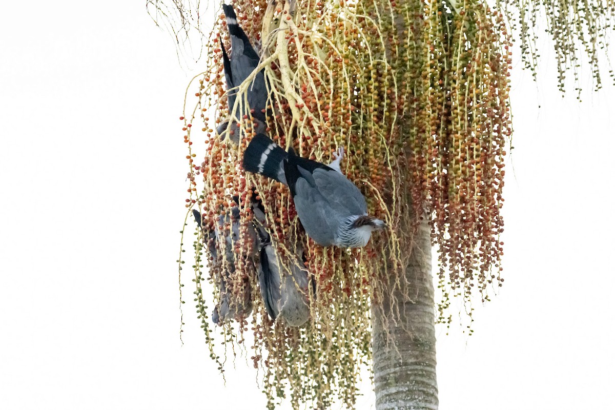 Topknot Pigeon - ML646728953