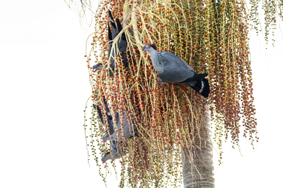 Topknot Pigeon - ML646728955