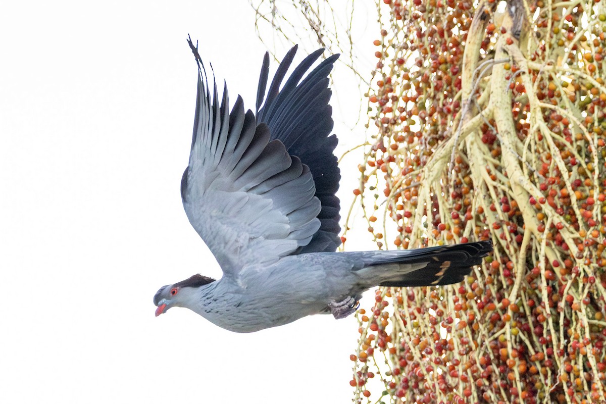 Topknot Pigeon - ML646728956