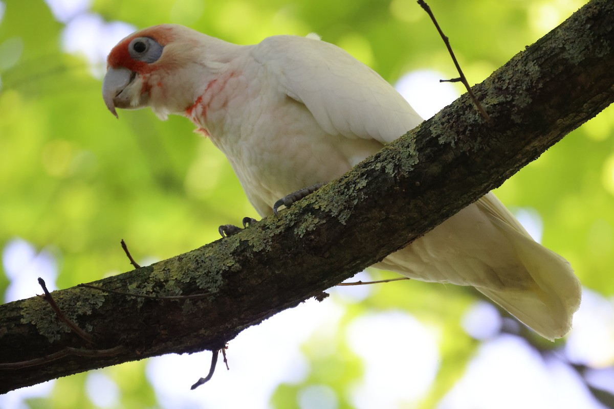 Long-billed Corella - ML646728957
