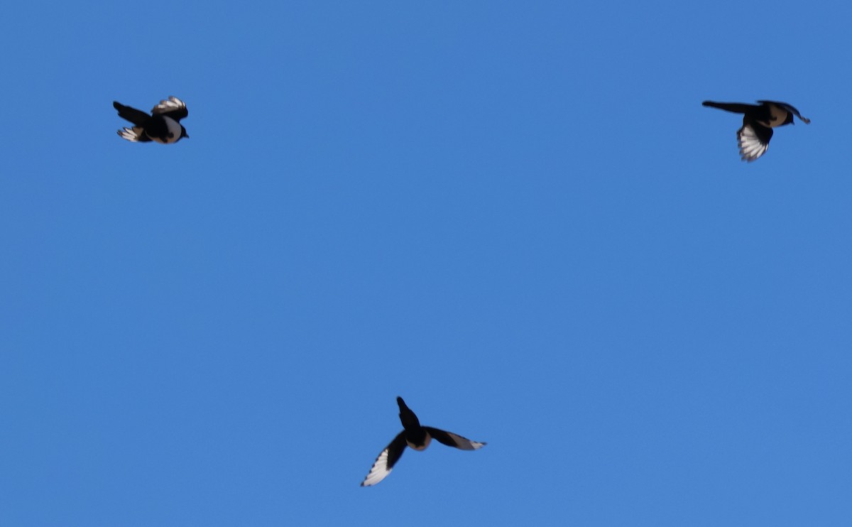 Kara Gagalı Saksağan - ML646728958