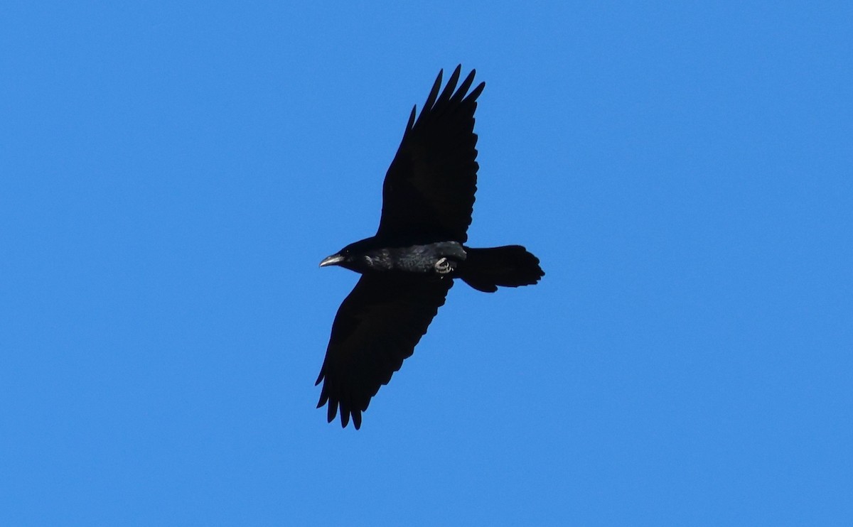 Kuzgun - ML646728960