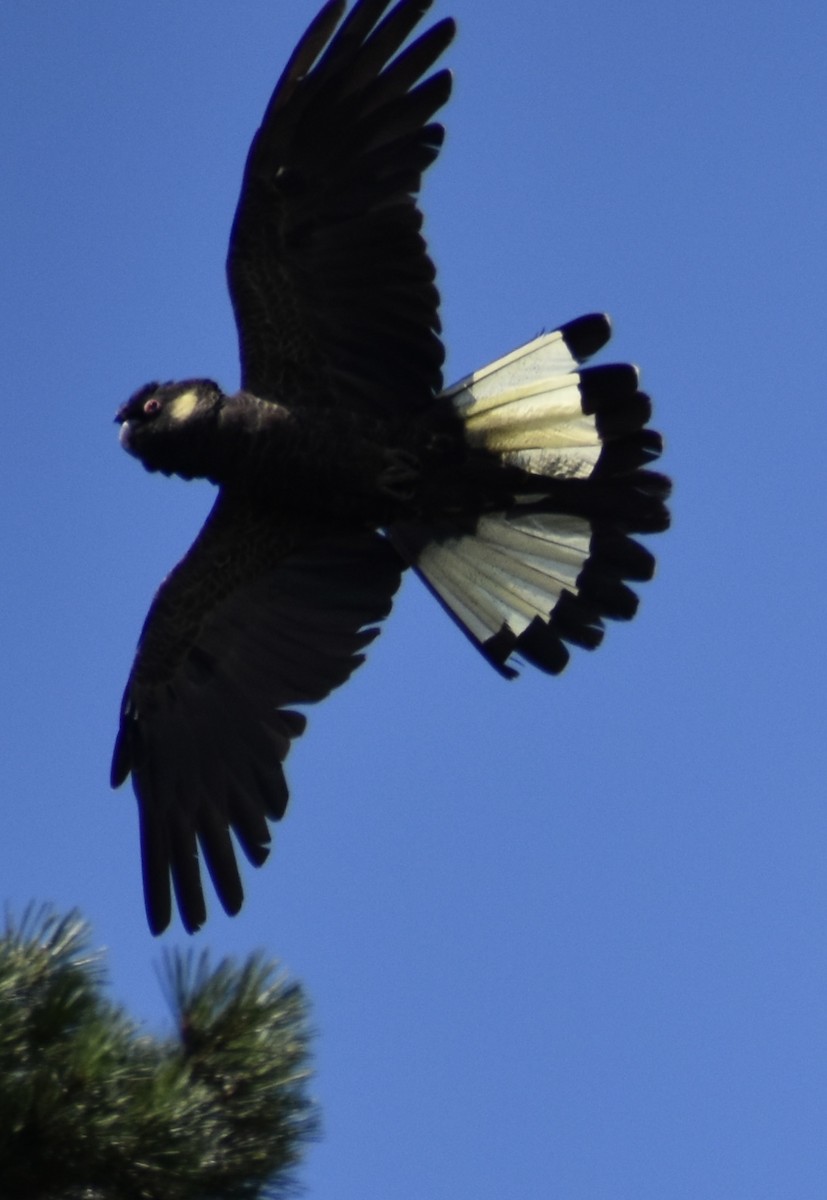 Cacatoès funèbre - ML646728963
