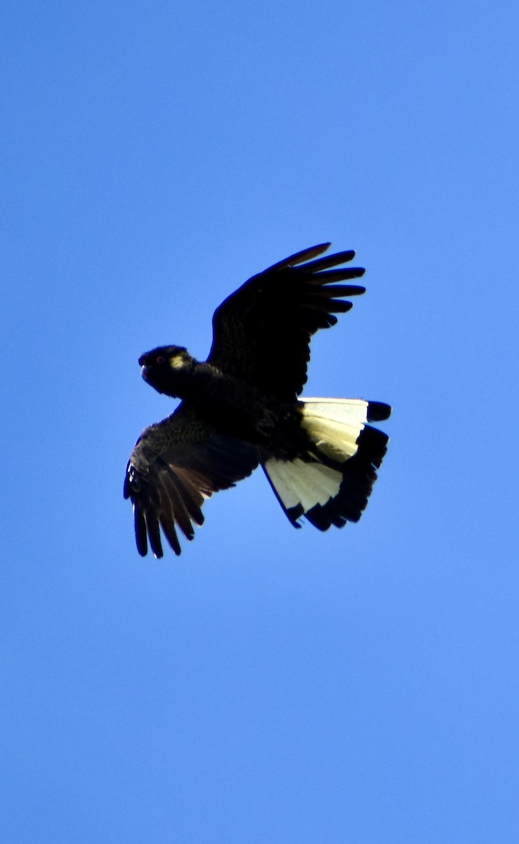 Cacatoès funèbre - ML646728964