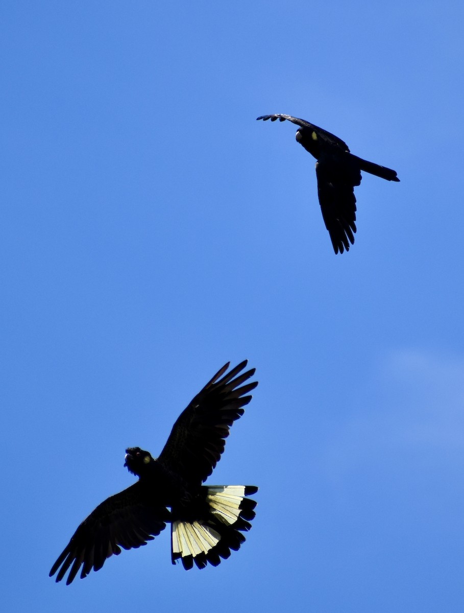 Cacatoès funèbre - ML646728965