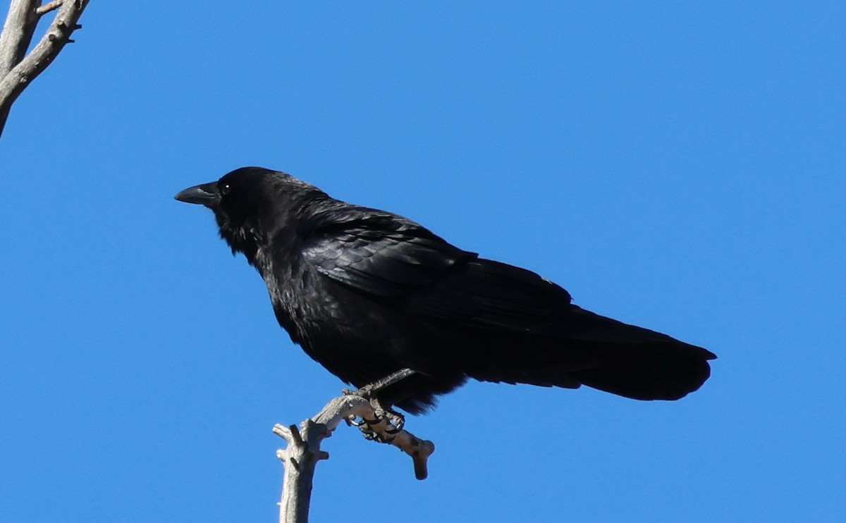 Amerika Kargası - ML646728968