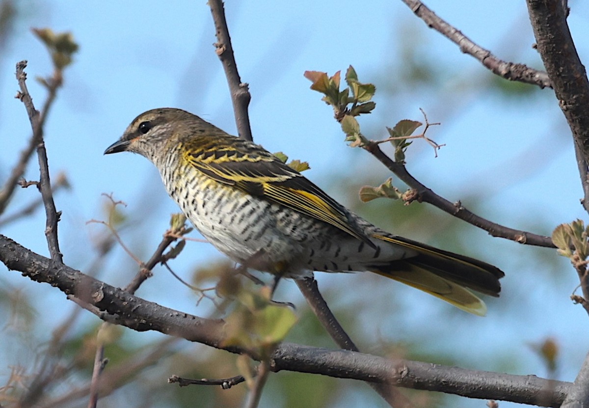 Личинкоїд південний - ML646728969