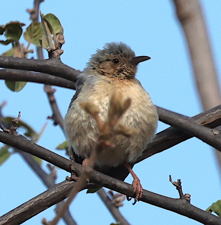 Кромбек рудий - ML646728970