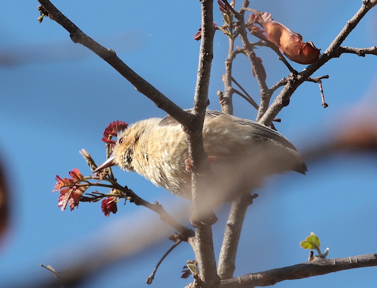 Кромбек рудий - ML646728971