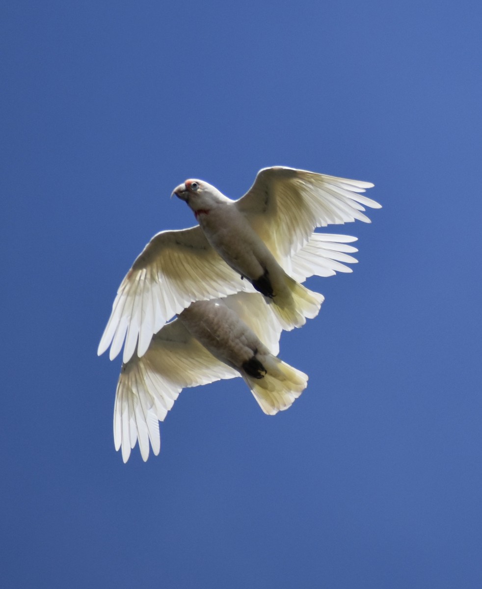 Long-billed Corella - ML646728972