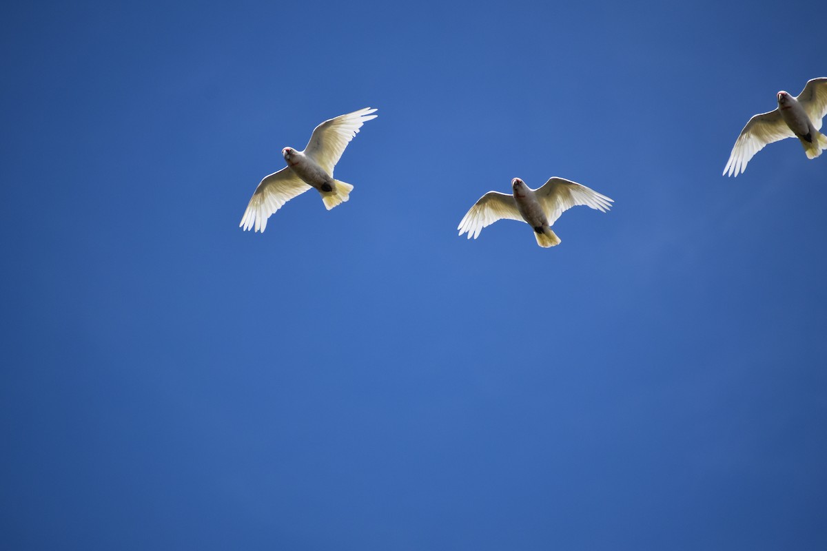 Long-billed Corella - ML646728973