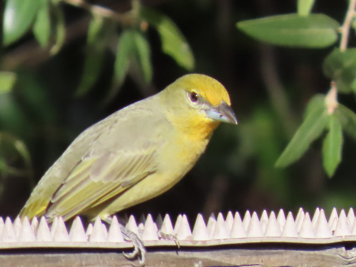 Hepatic Tanager - ML646728974