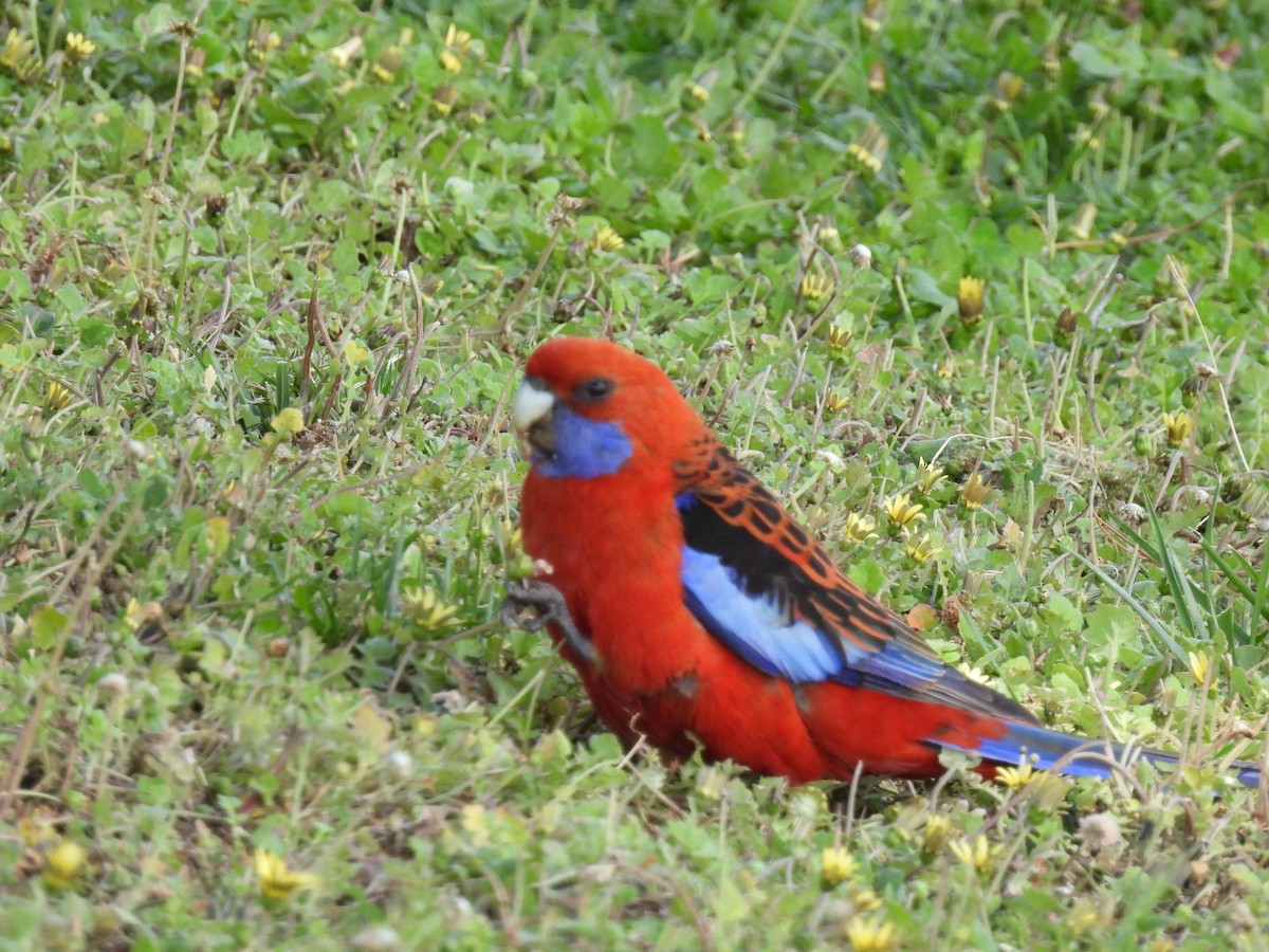 Crimson Rosella - ML646728975