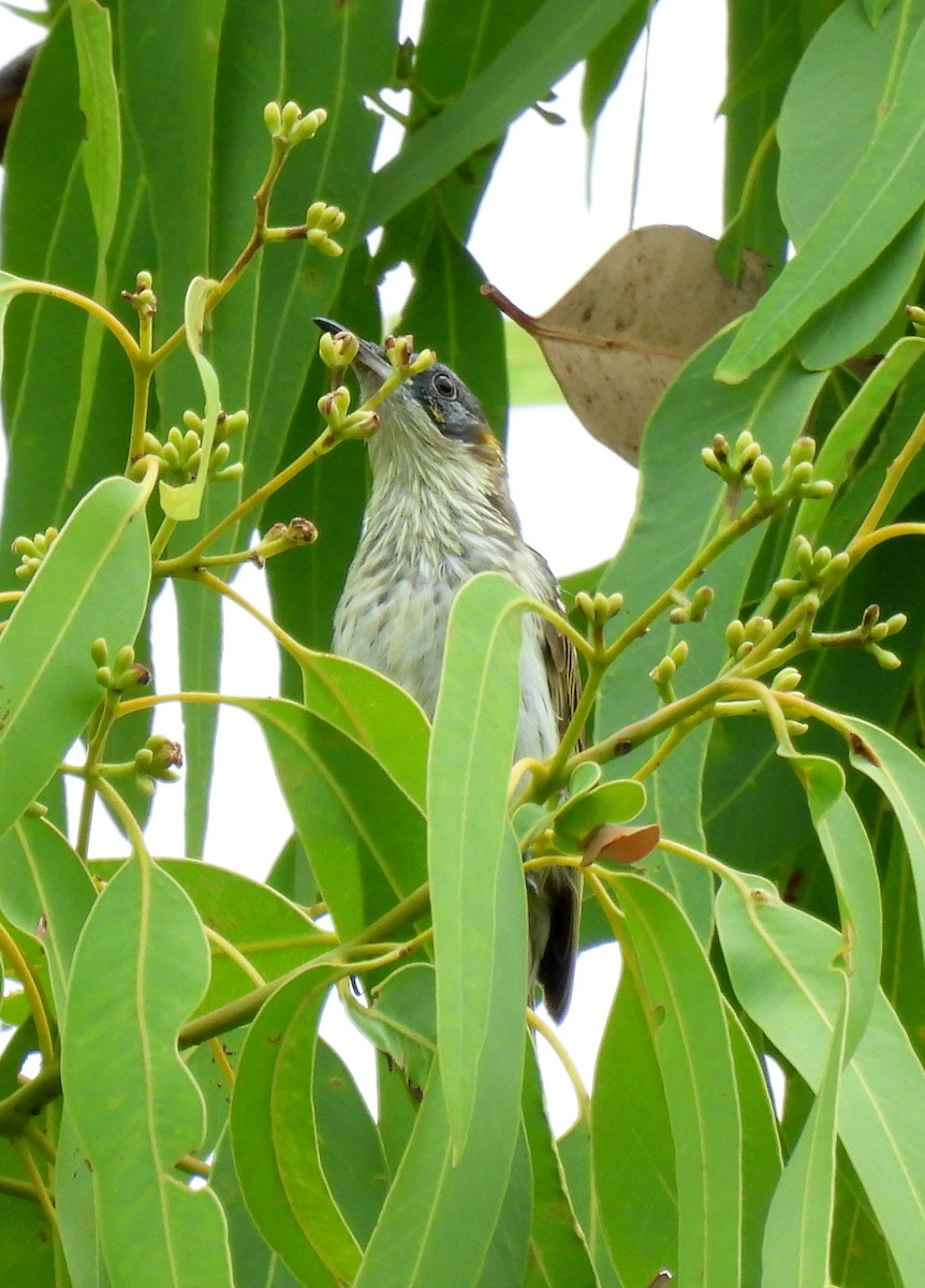 White-streaked Honeyeater - ML646728976