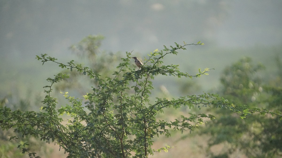 Rosy Starling - ML646728977