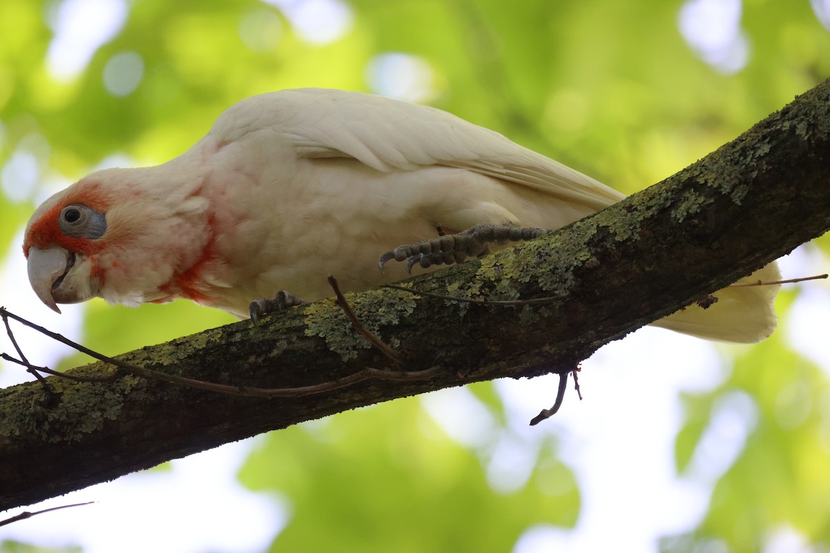 Long-billed Corella - ML646728978