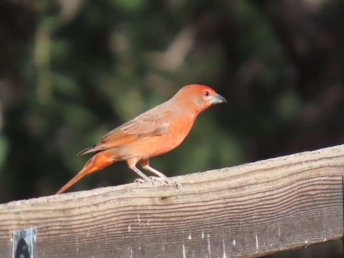 Hepatic Tanager - ML646728979