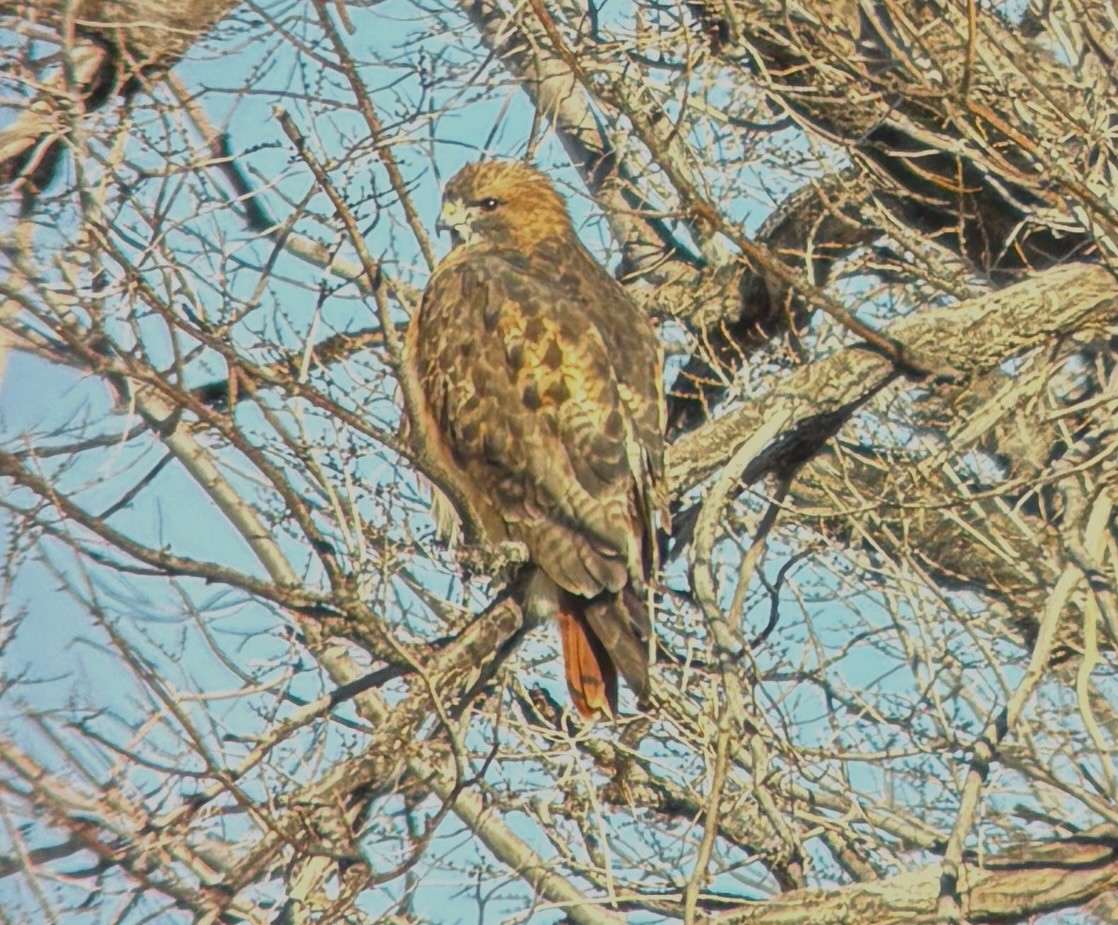 Red-tailed Hawk - ML646728980