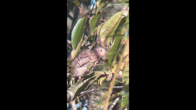 Common Ground Dove - ML646728981