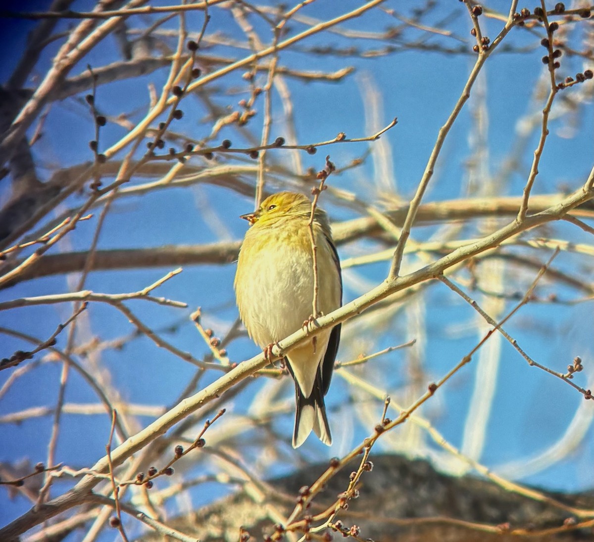 American Goldfinch - ML646728982