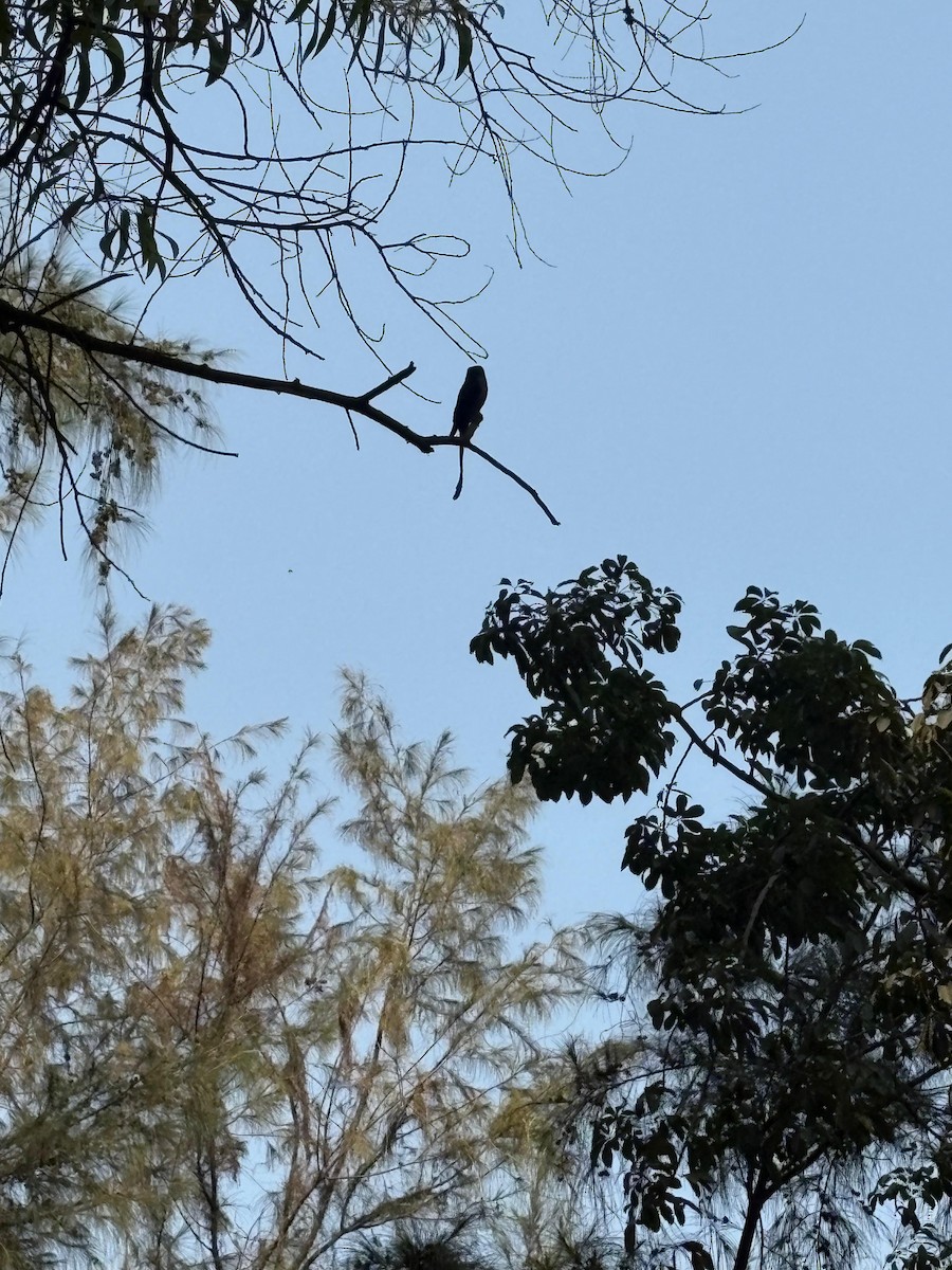 Black Drongo - ML646728983