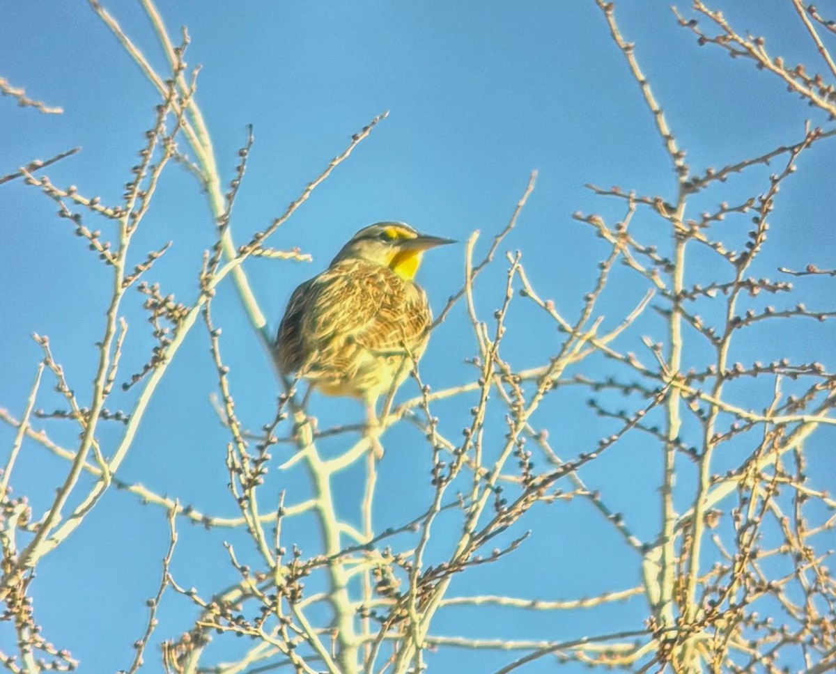 Western Meadowlark - ML646728984