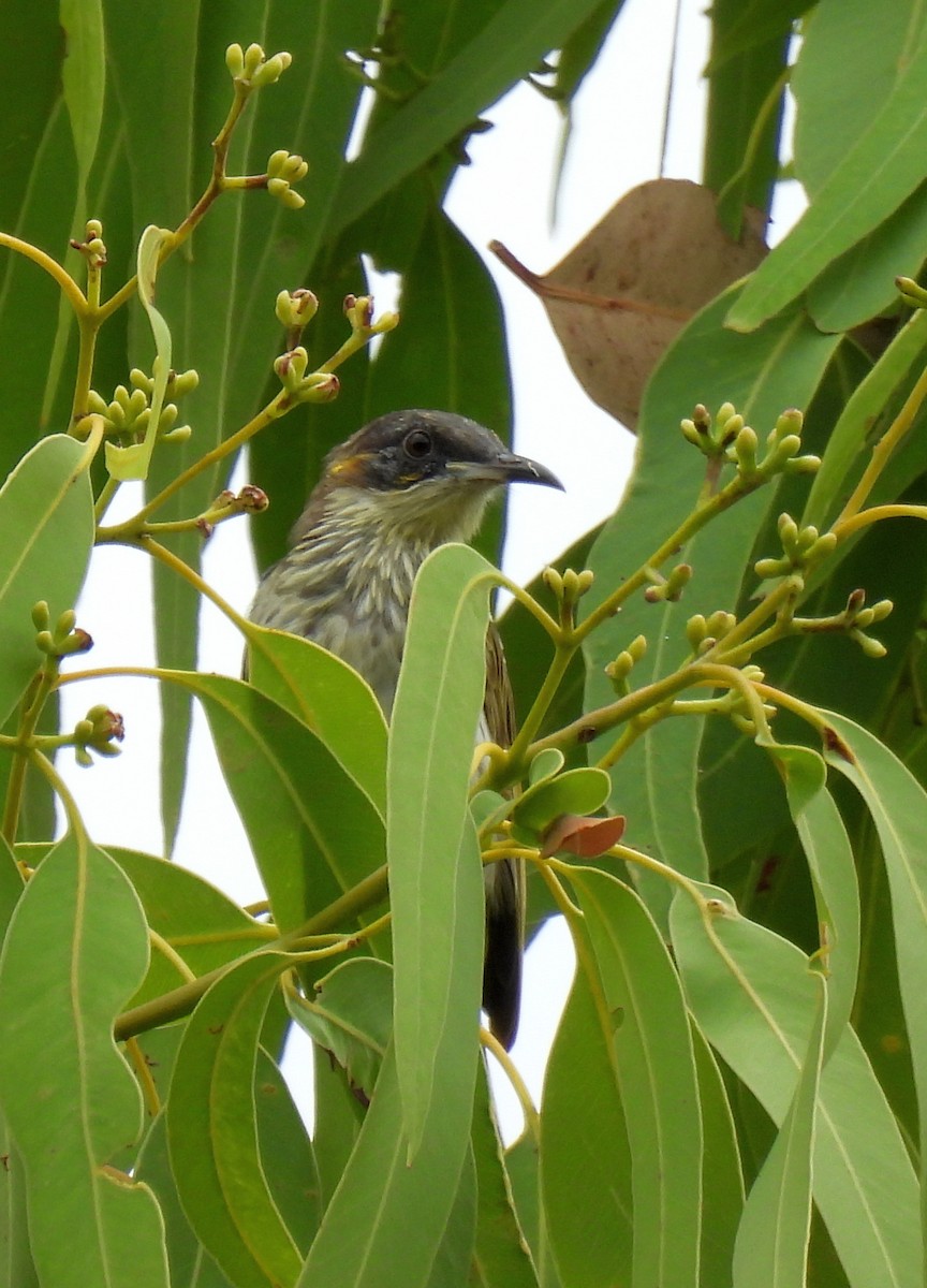 White-streaked Honeyeater - ML646728985