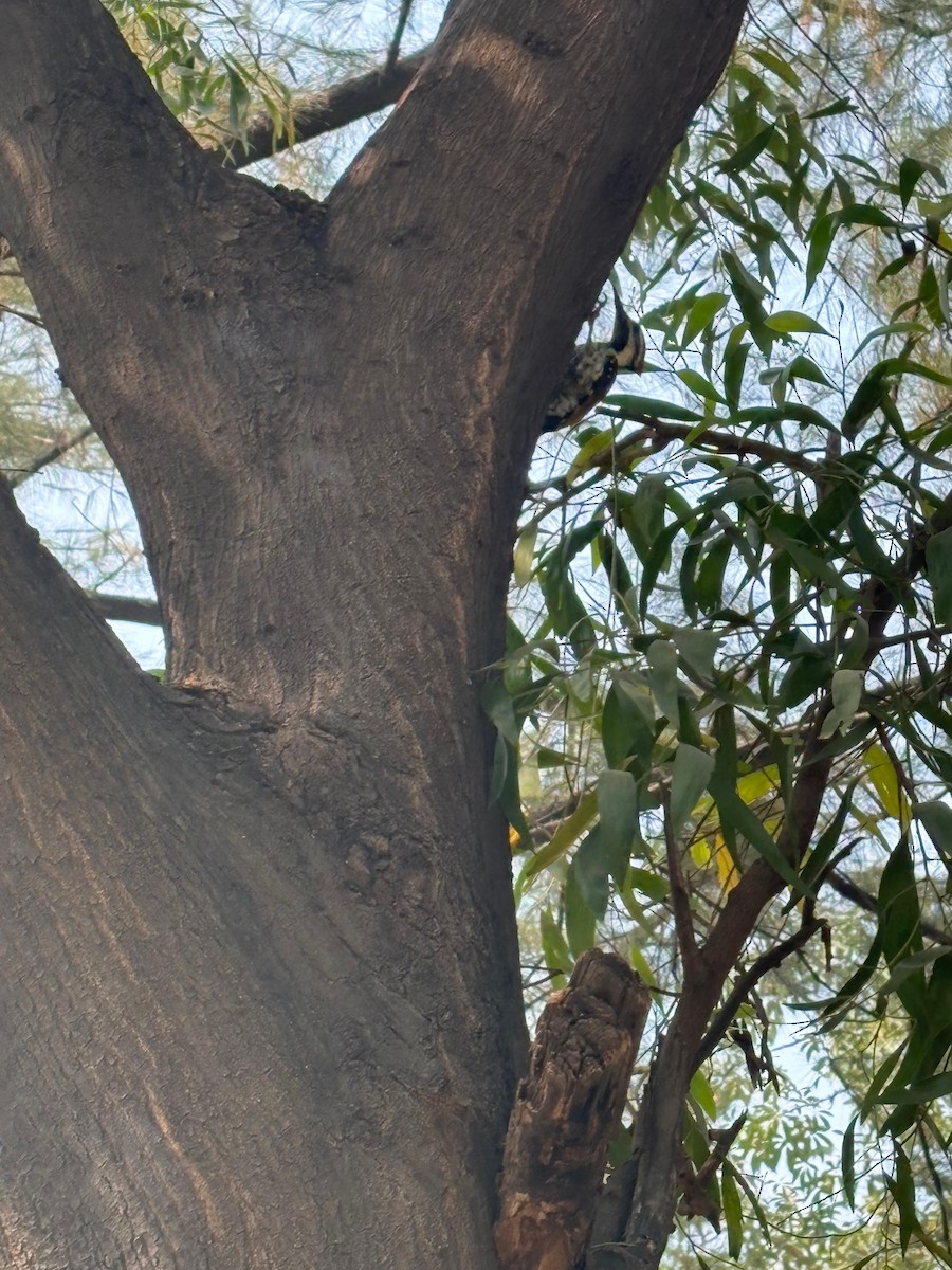 Black-rumped Flameback - ML646728986