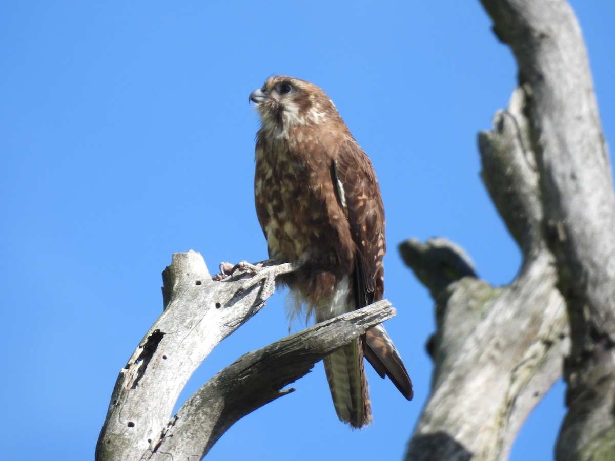 Brown Falcon - ML646728987