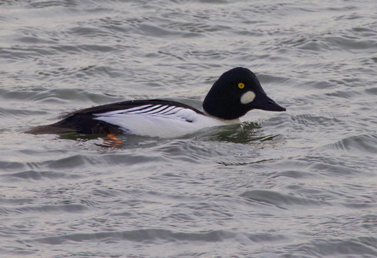 Common Goldeneye - ML646728989