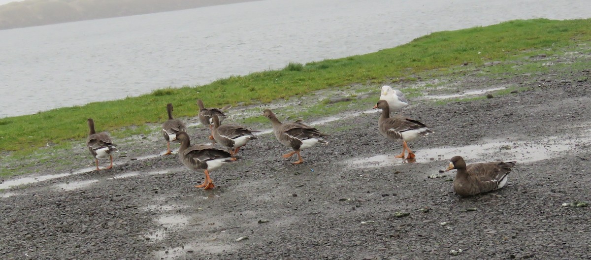 Greater White-fronted Goose - ML646728994