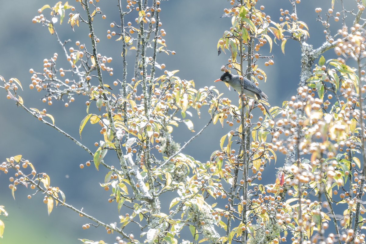 Black Bulbul - ML646728995