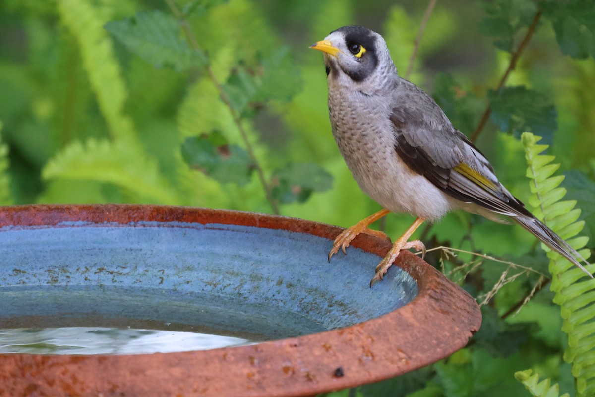 Méliphage bruyant - ML646728996