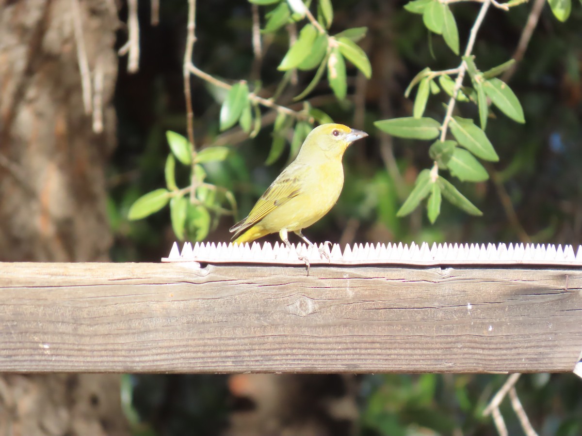 Hepatic Tanager - ML646728997