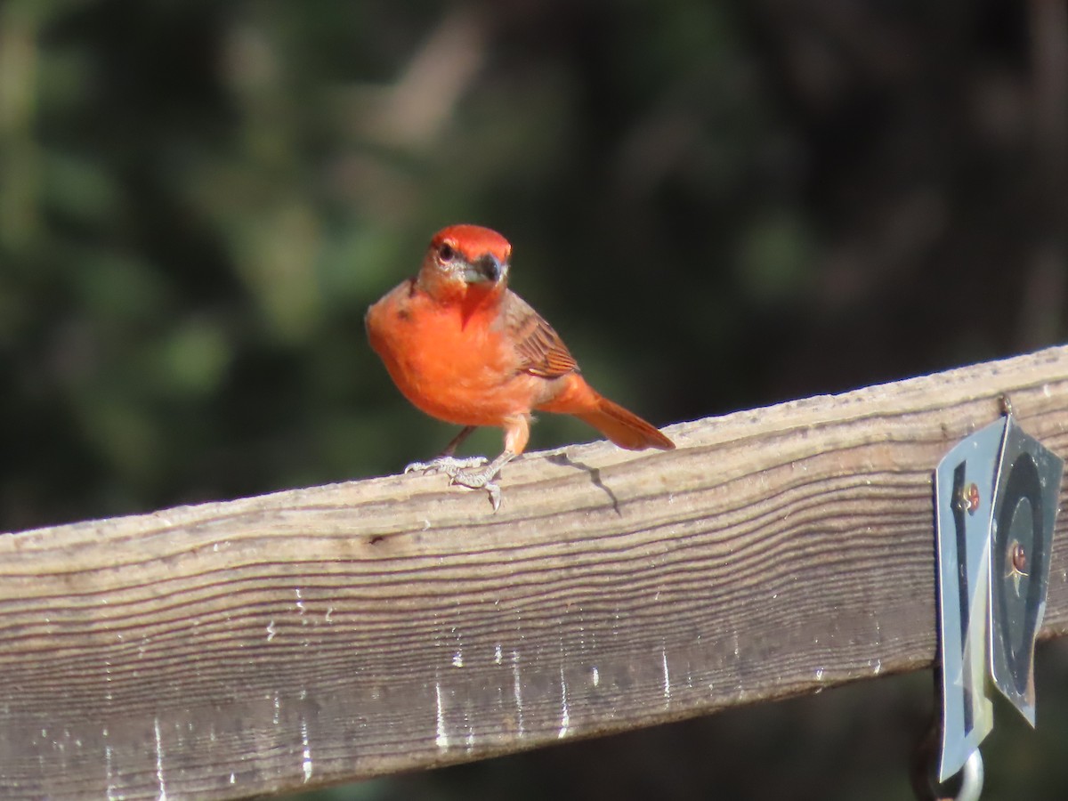 Hepatic Tanager - ML646728999