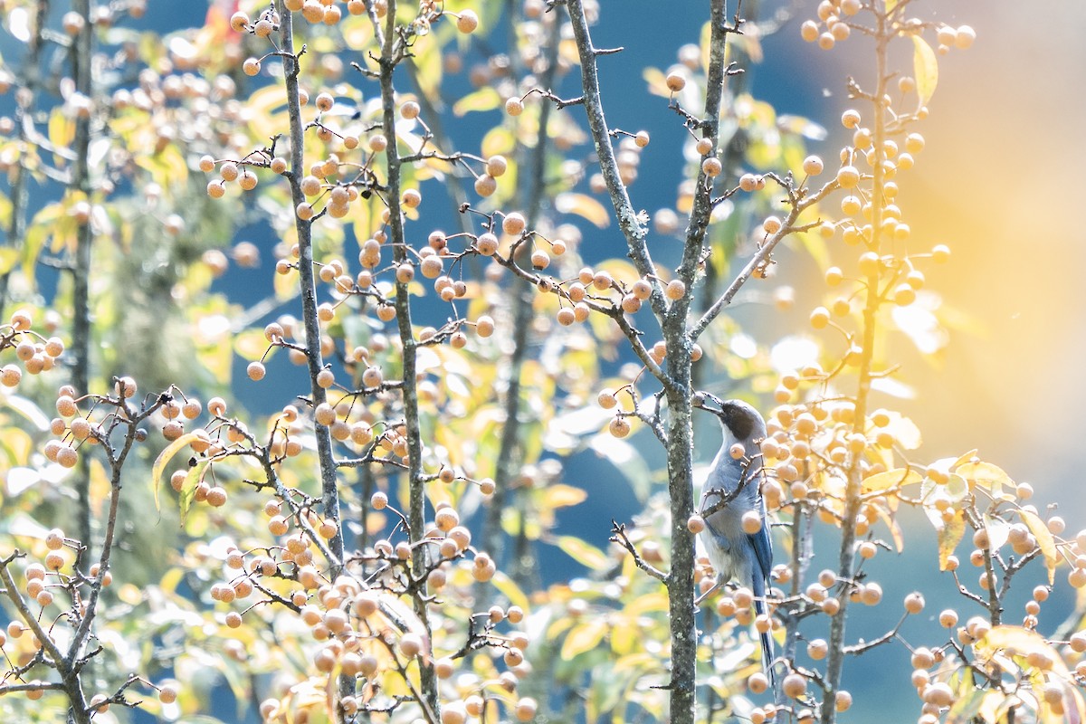 Beautiful Sibia - ML646729000