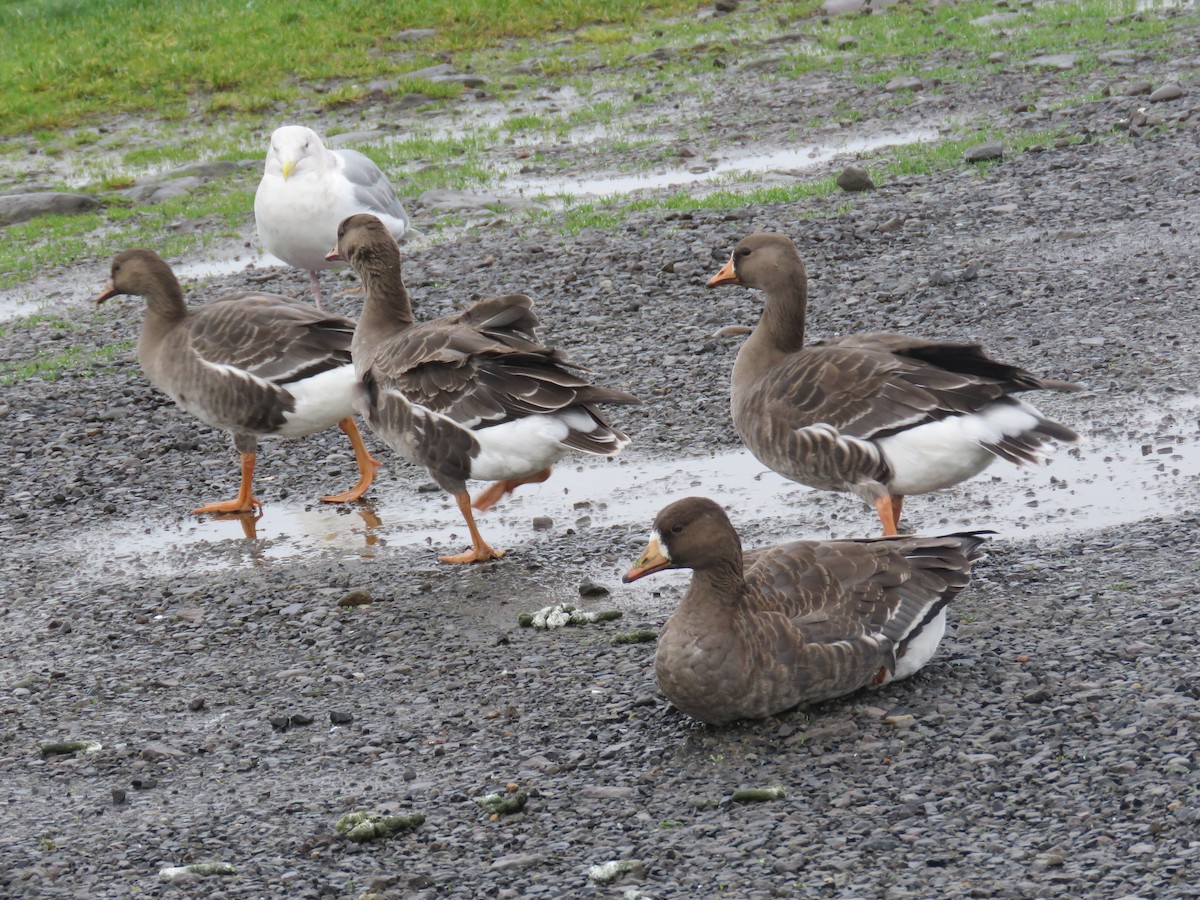 Greater White-fronted Goose - ML646729001